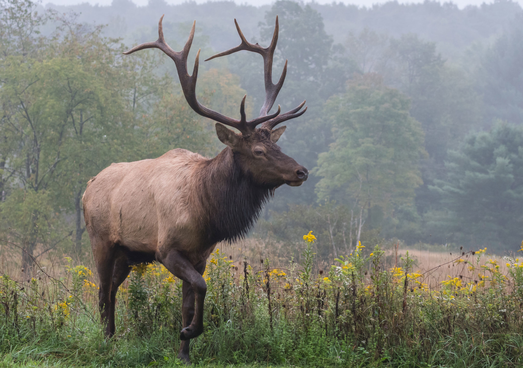 bull elk in field