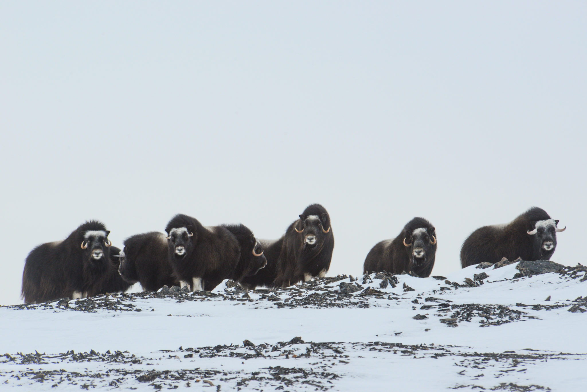 color photo of seven muskoxen on Wrangel Island