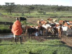 herder moving livestock across river