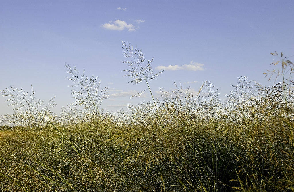 color photo of switchgrass with blue sky and cloud in background