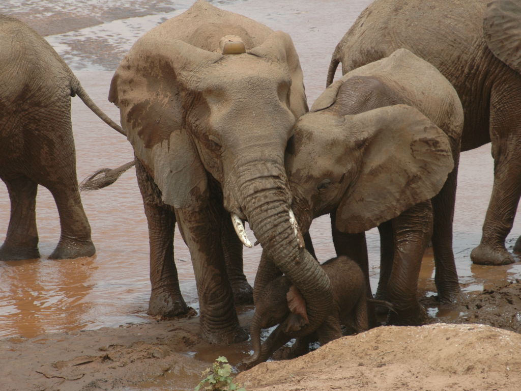 mother elephant and her daughter help a young calf