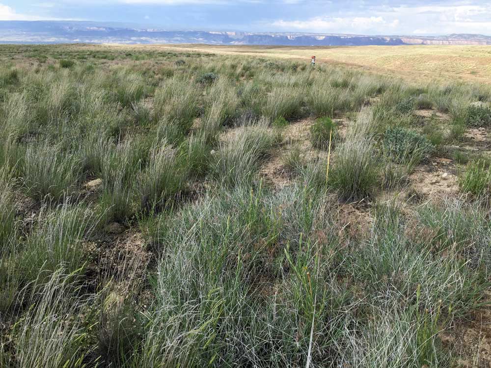 wheatgrass field in desert