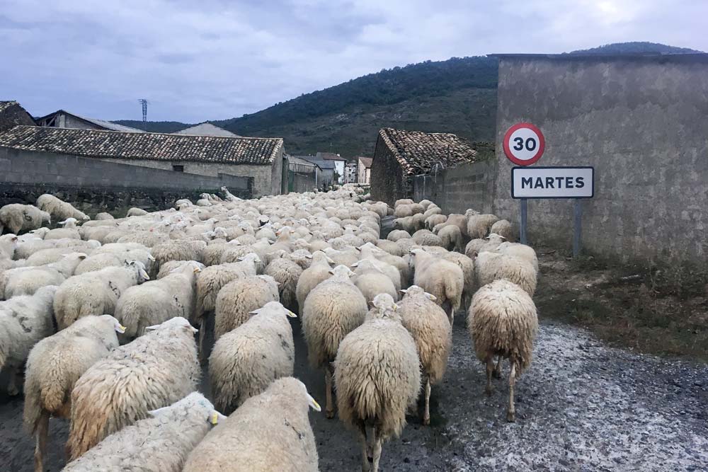sheep in a village