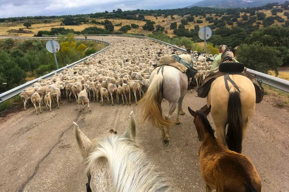 horses and sheep on a road