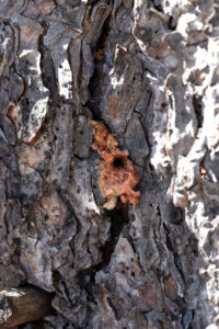 pitch tube in the bark of a ponderosa pine