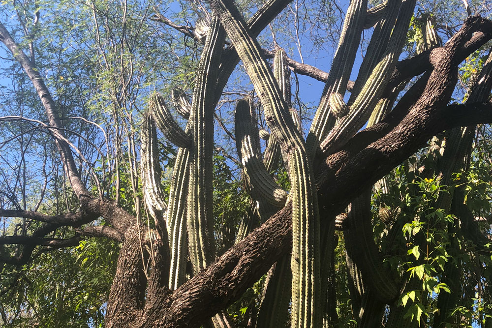 cactus and trees