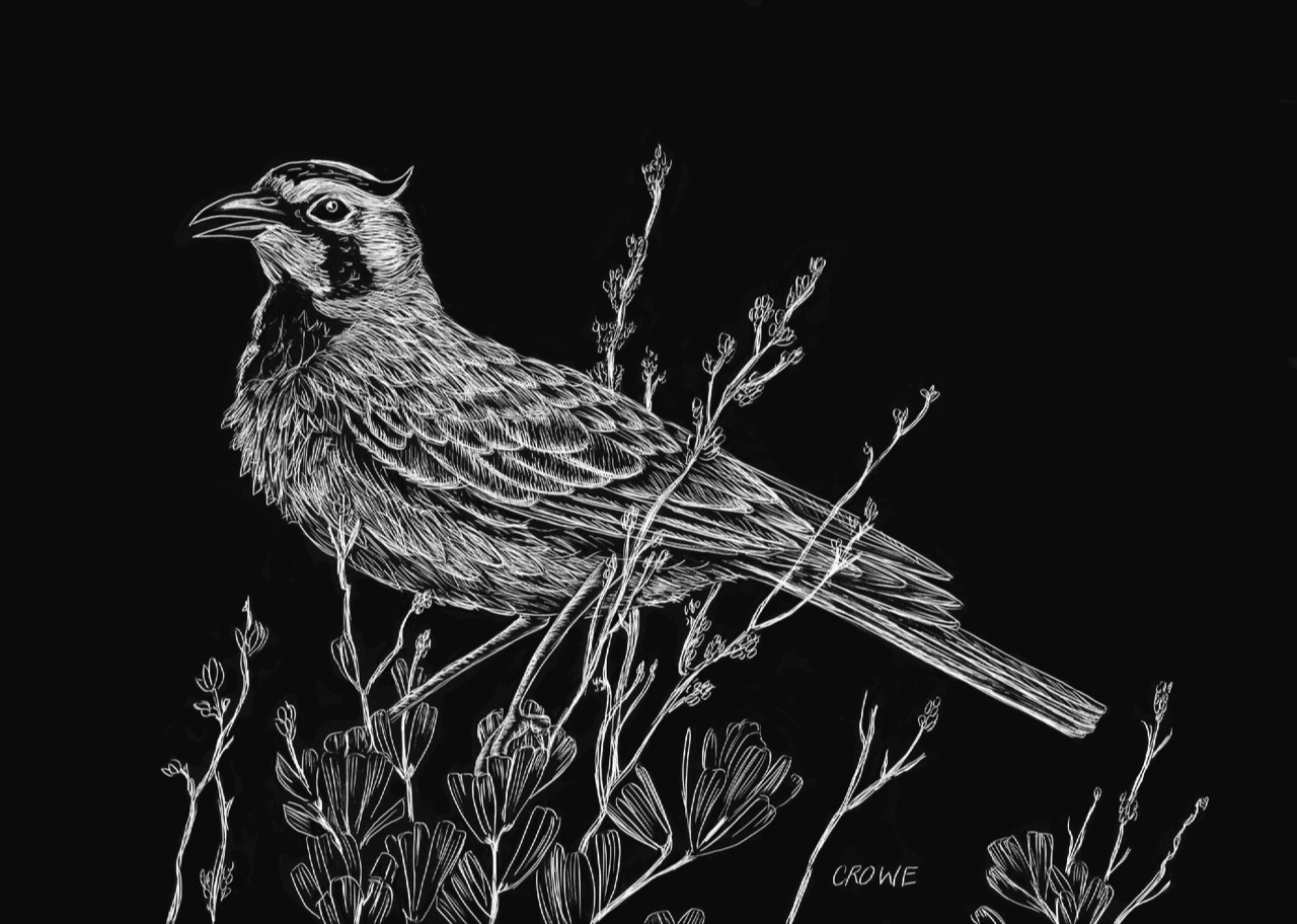 etching of a bird
