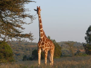 reticulated giraffe in Kenya
