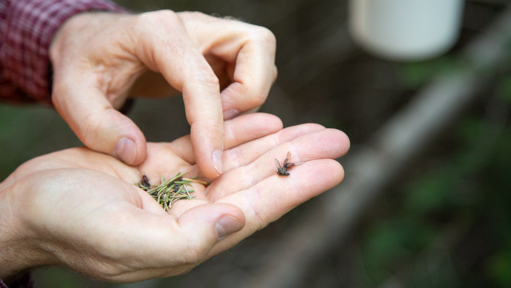 spruce beetles in hand