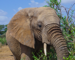 A close-up of an elephant in the Samburu and Buffalo Springs National Reserve, Northern Kenya