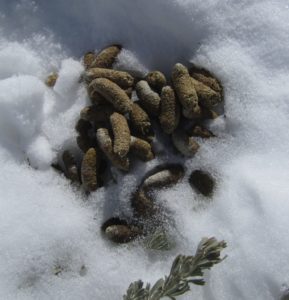 sage-grouse fecal pellets in the snow