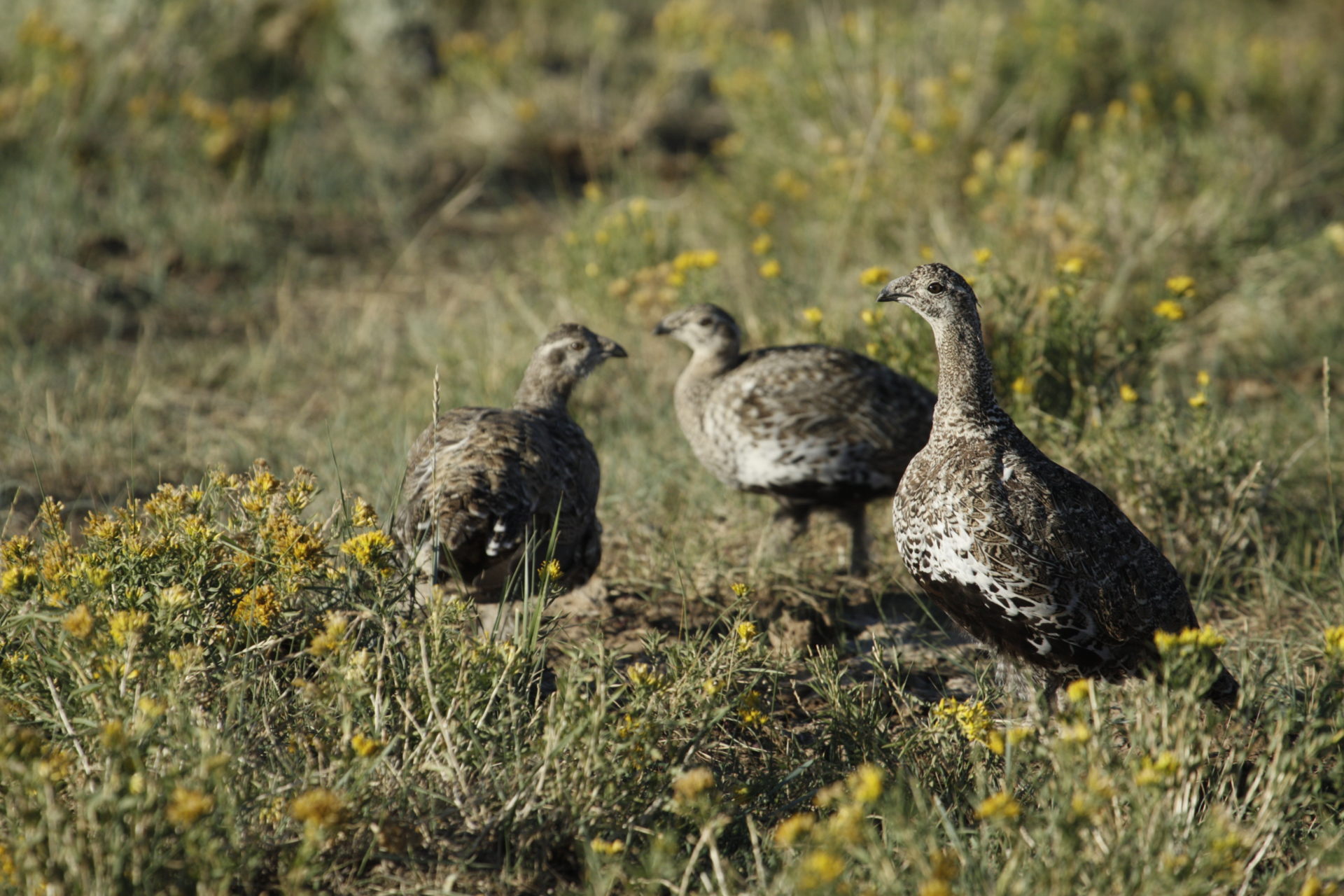 three female greater sage-grouse in a field with yellow wildflowers