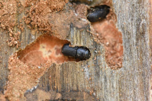 adult roundheaded pine beetles burrowing in a tree
