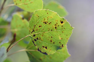 close up of fungal spots on Aspen leaves