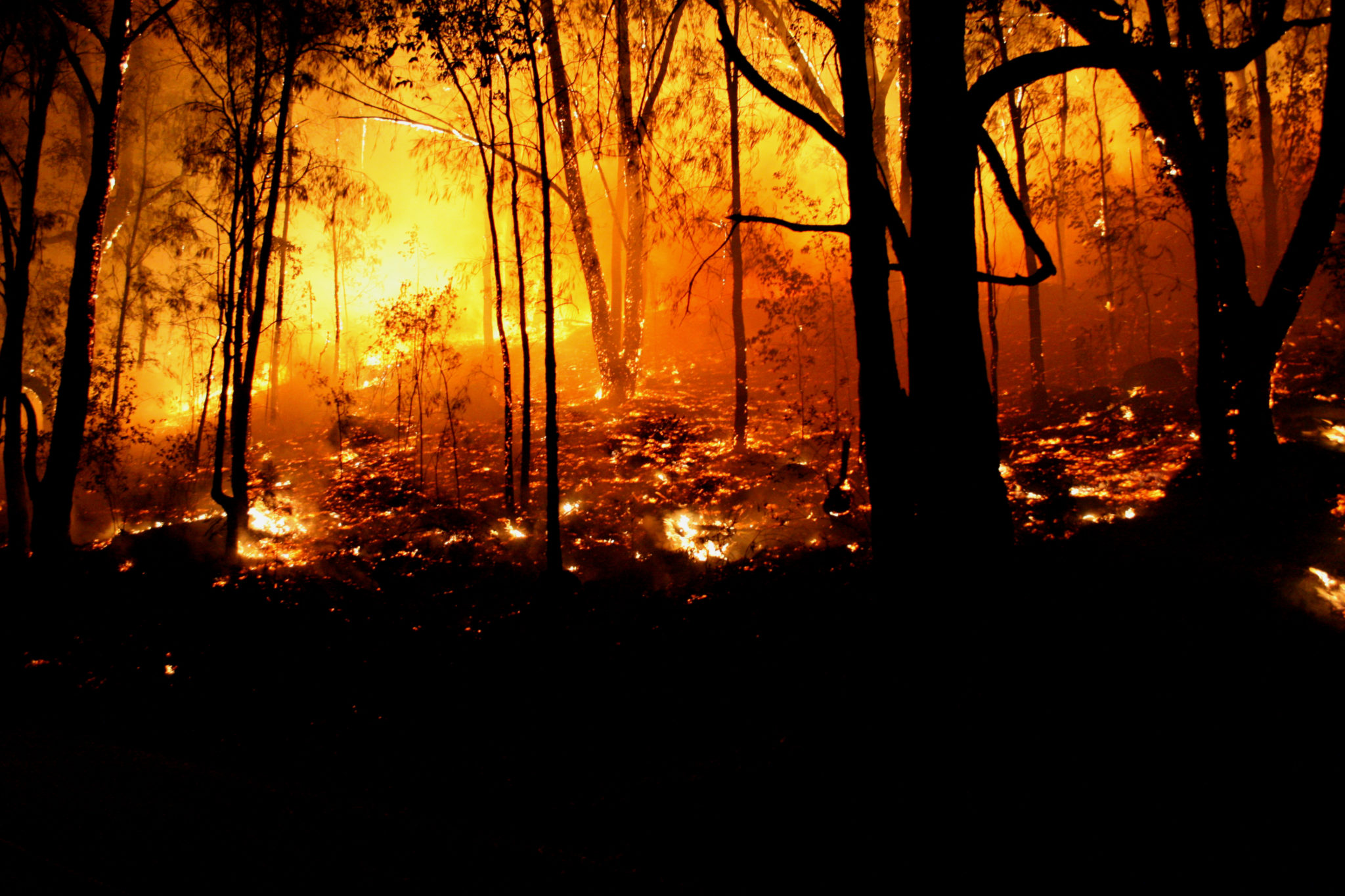 close-up shot of a wildfire in Australia