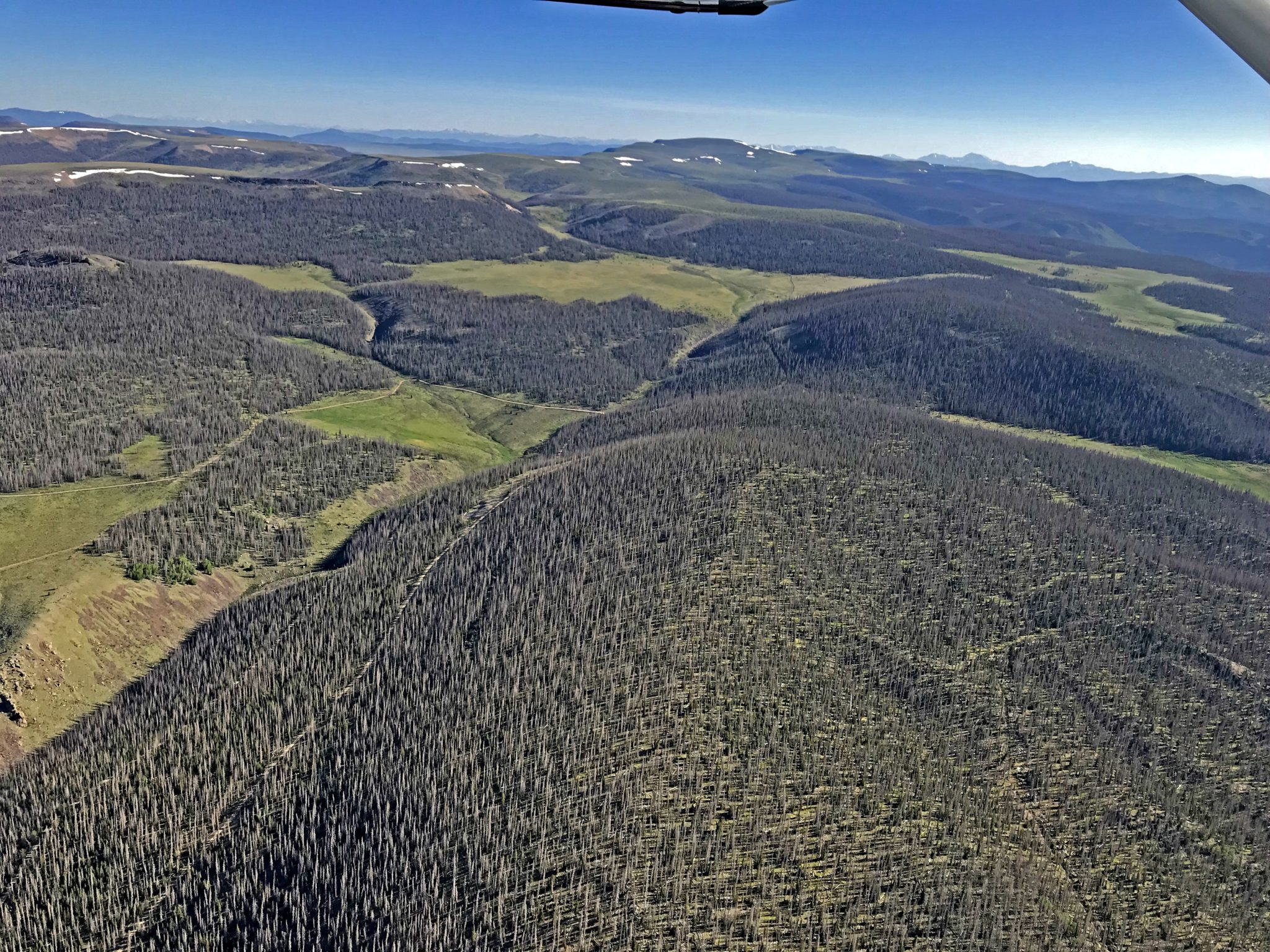 an aerial view of spruce beetle tree mortality in Colorado