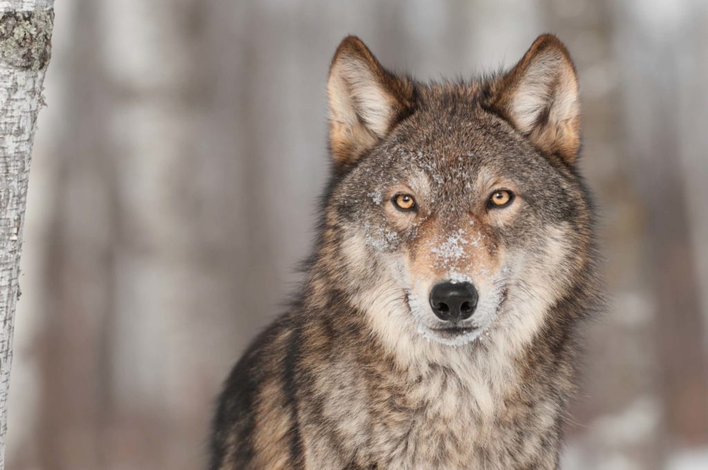 portrait of a gray wolf
