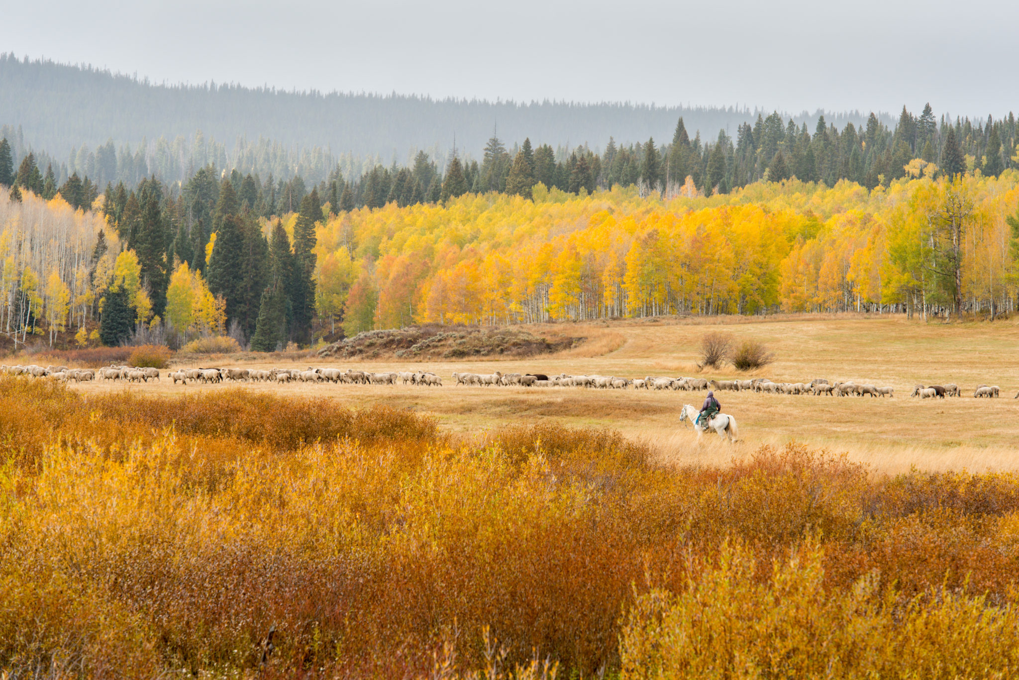 A shepherd moves a flock of sheep in North Park below Rabbit Ears Pass