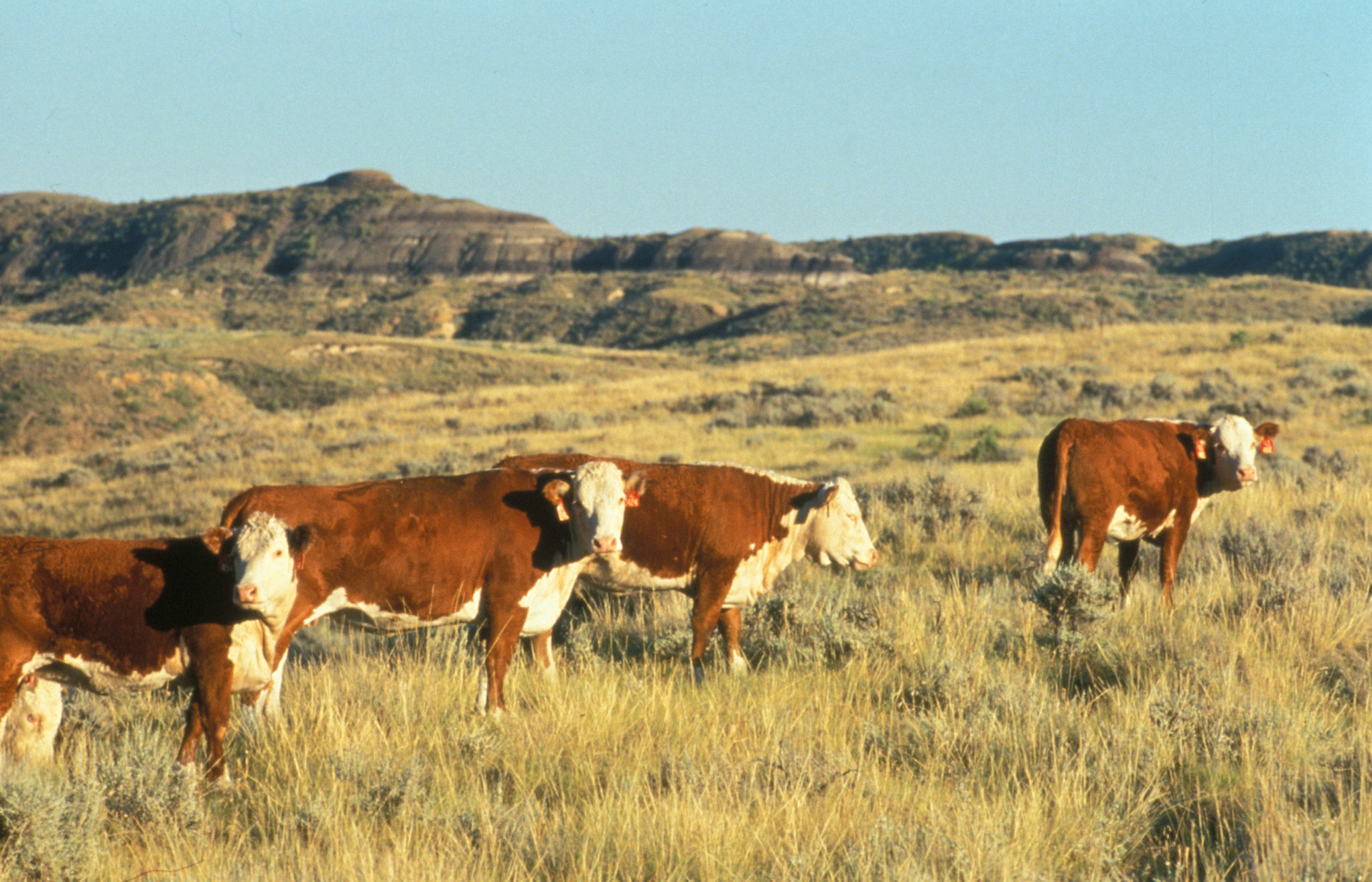 Hereford cattle near Miles City, Montana