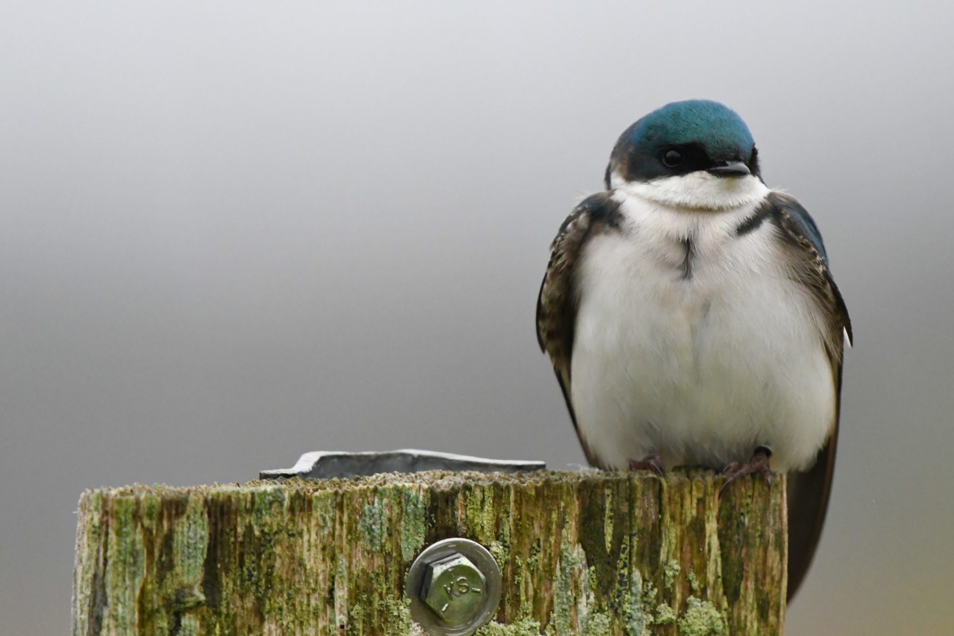 a tree swallow sits on top of a wooden post