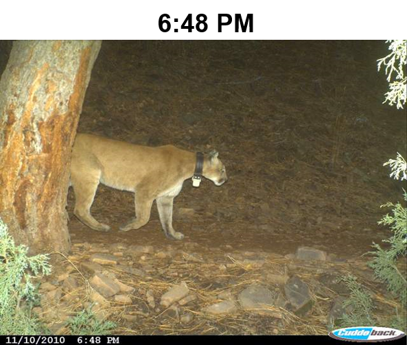 cougar on wildlife camera