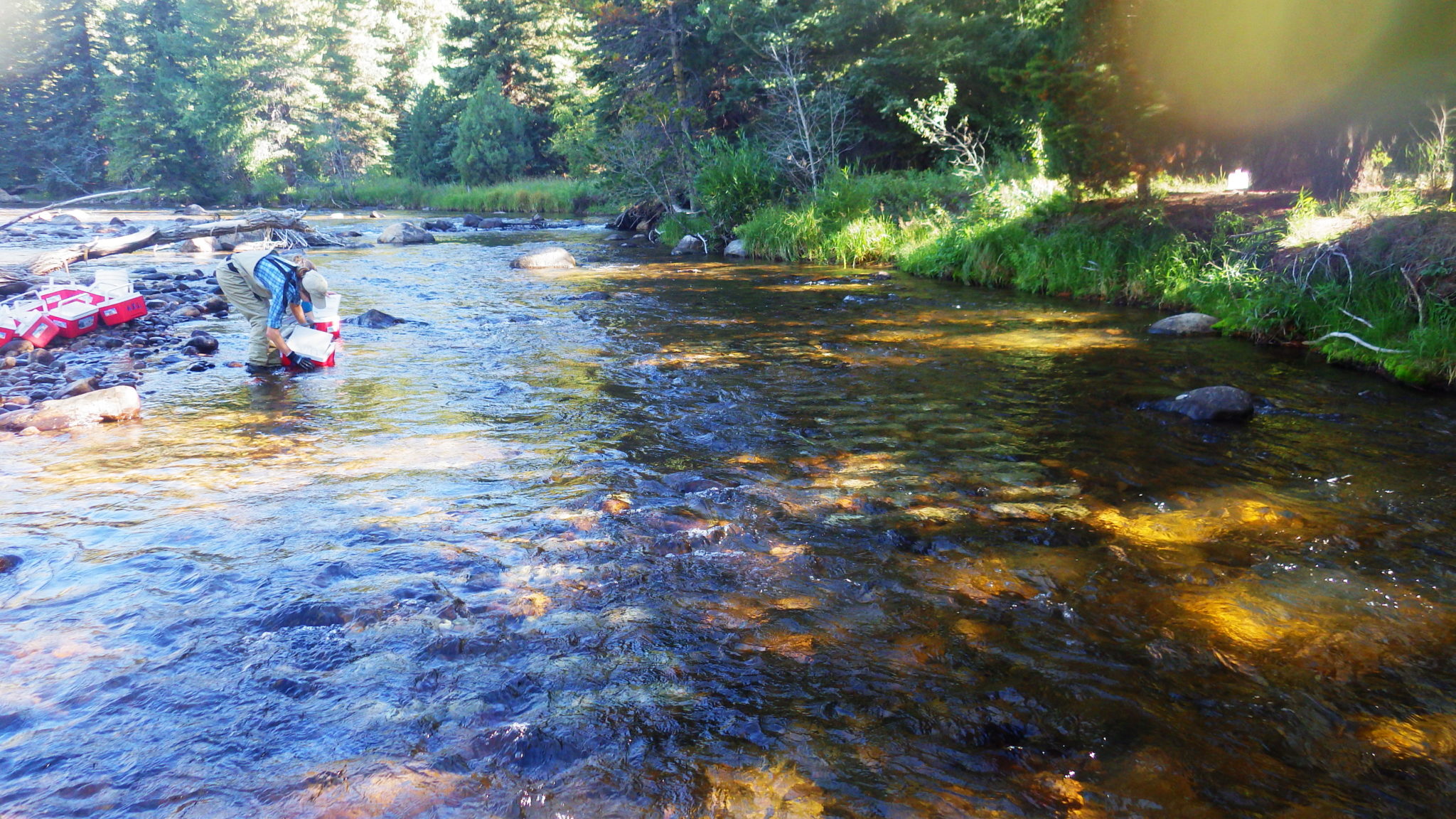 ecologist Janet Miller places rock trays in the Poudre River
