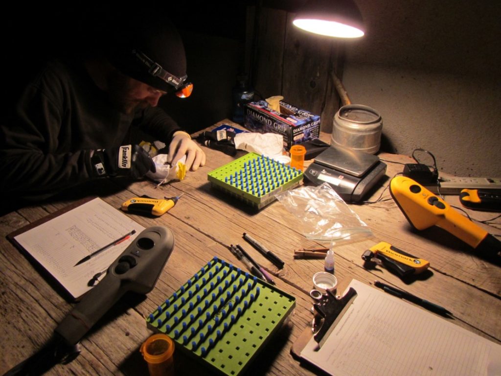 Jeremy Siemers marking a bat with a passive integrated transponder tag for a mark-recapture study in Steamboat Springs, Colorado. Photo by Michael Schirmacher, Bat Conservation International