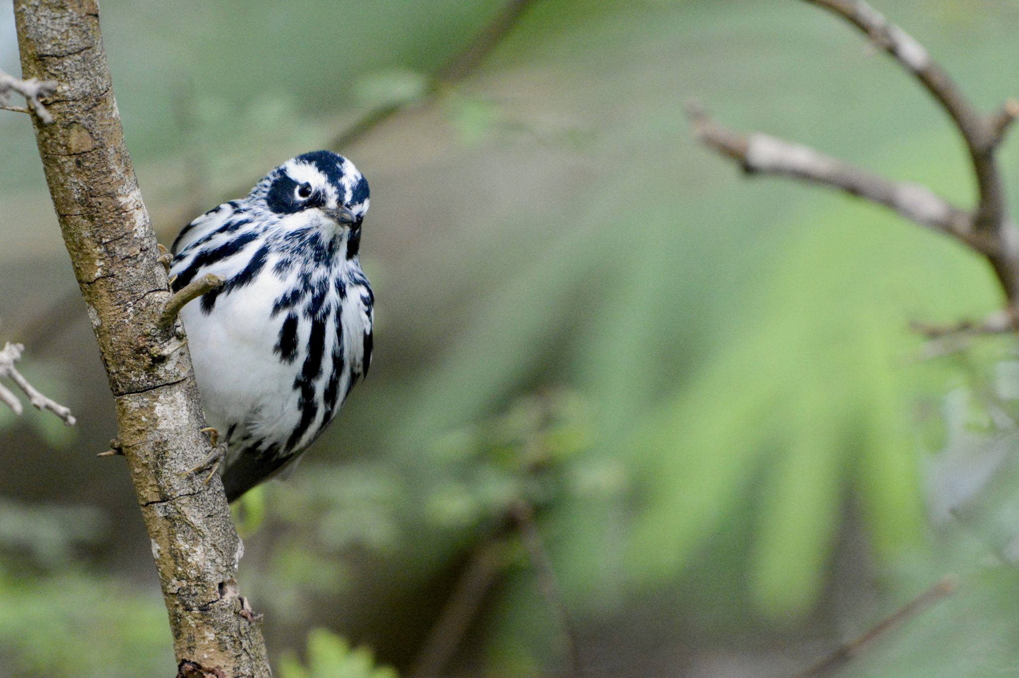 a white and blue songbird on a branch