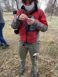Noelle Mason, a Biology undergraduate in Ruegg's lab, captures and bands birds caught in a mist net.