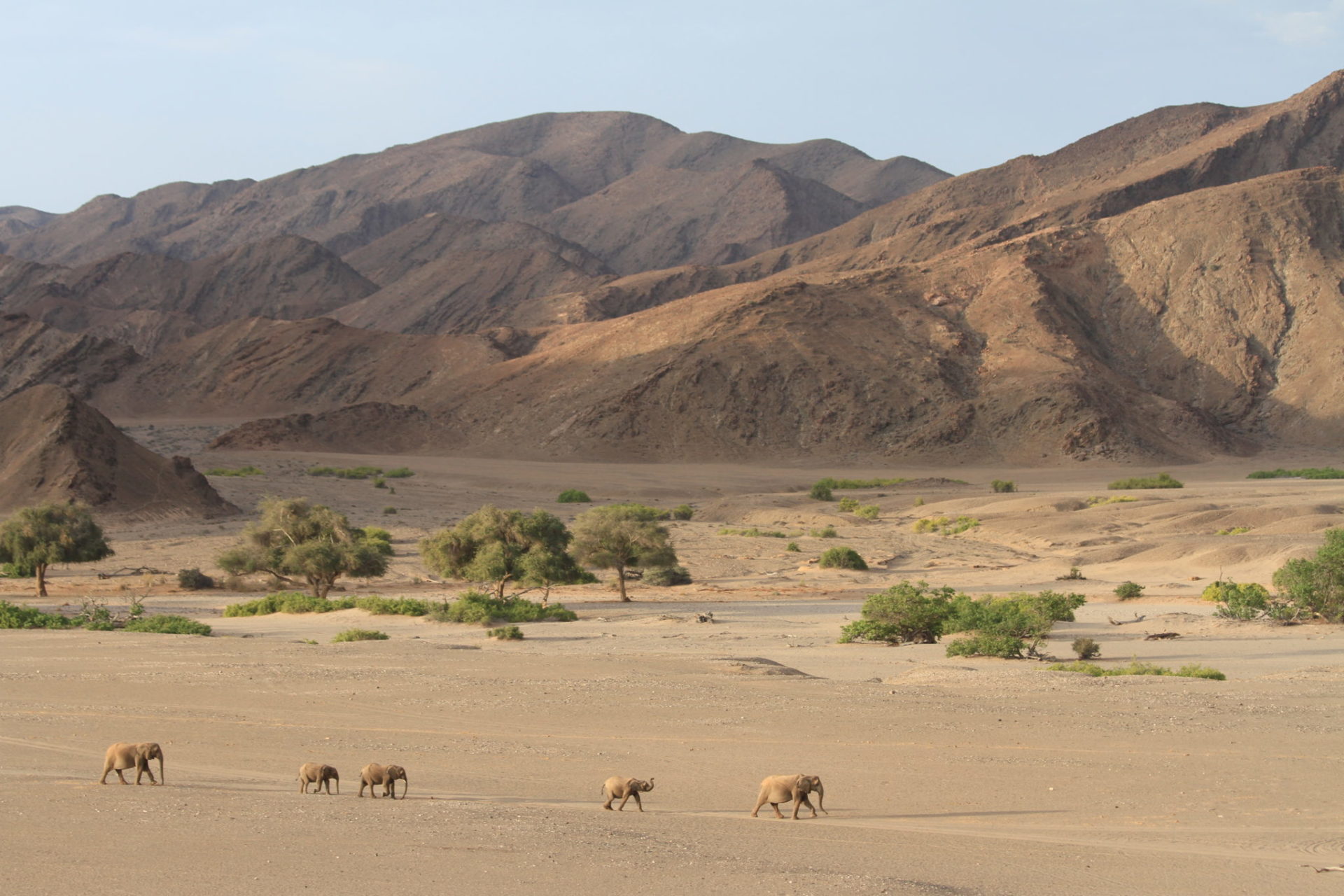 A family of desert-dwelling elephants along the Hoanib River in northwestern Namibia