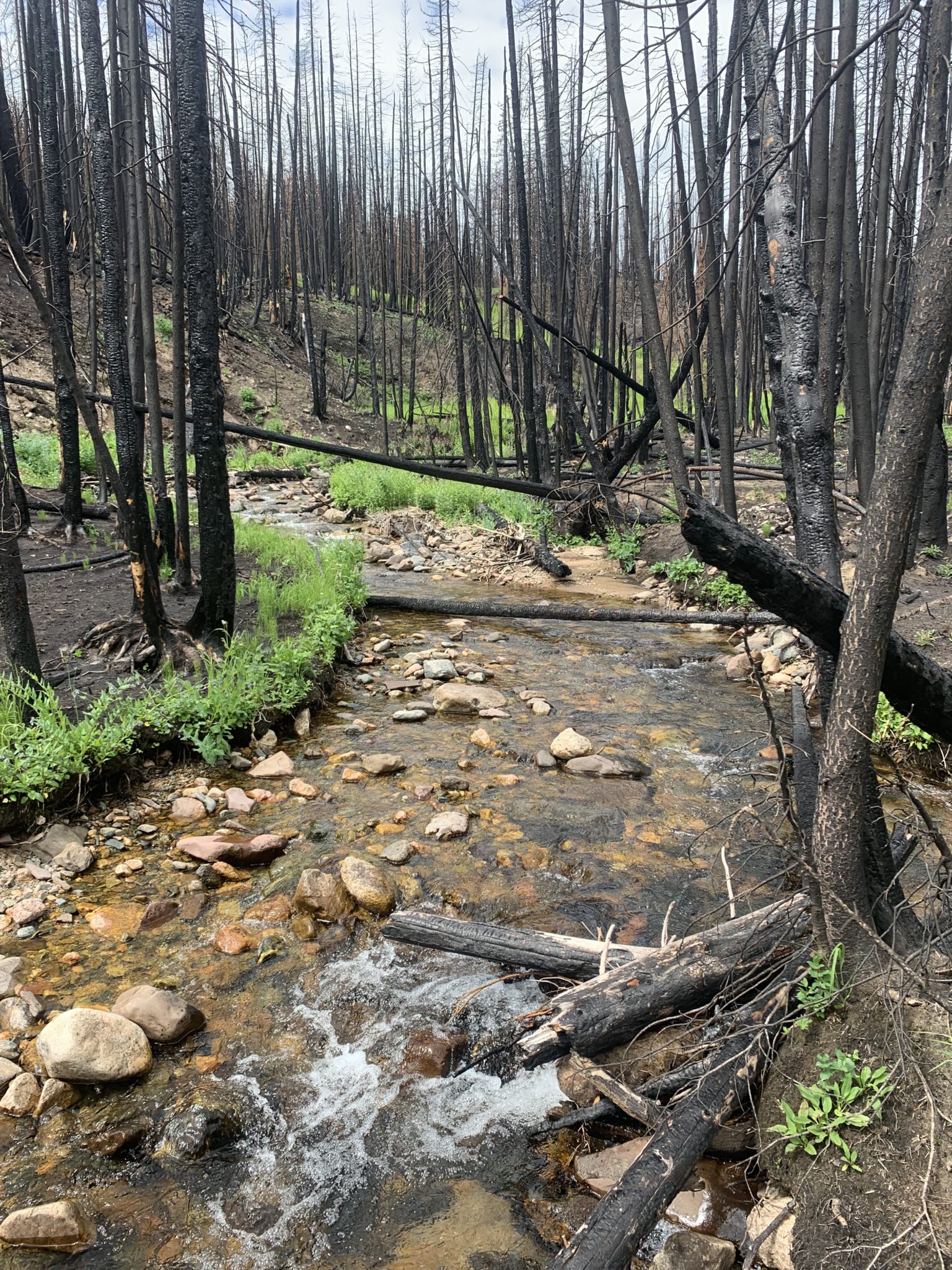 a burned stream at North Fork Joe Wright Creek