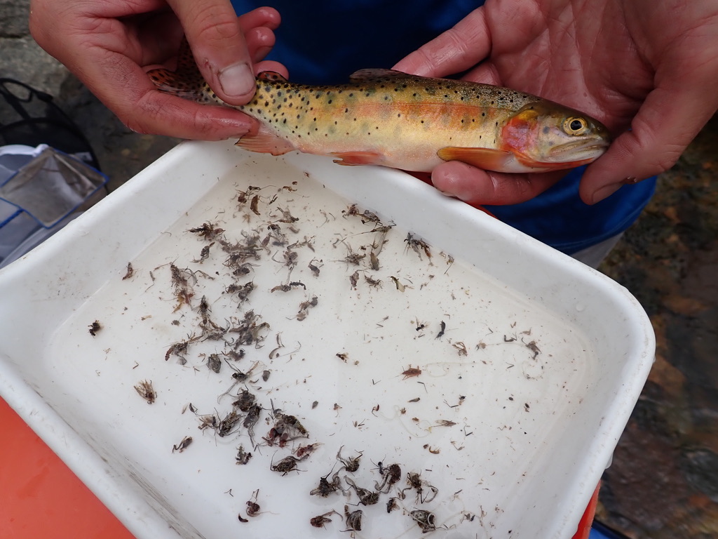 a cutthroat trout's stomach contents are examined