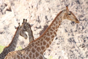 Angolan giraffe move along a river in the northern Namib Desert