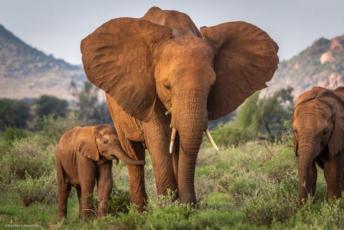 Female elephant and calf in Samburu National Reserve, northern Kenya
