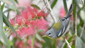 a northern parula on a branch next to a pink flowering plant
