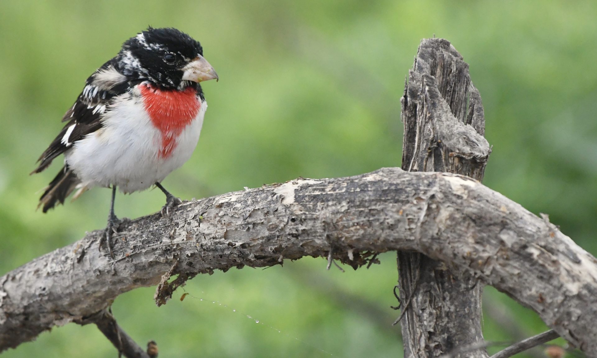 a rose-breasted grosbeak on a curved branch