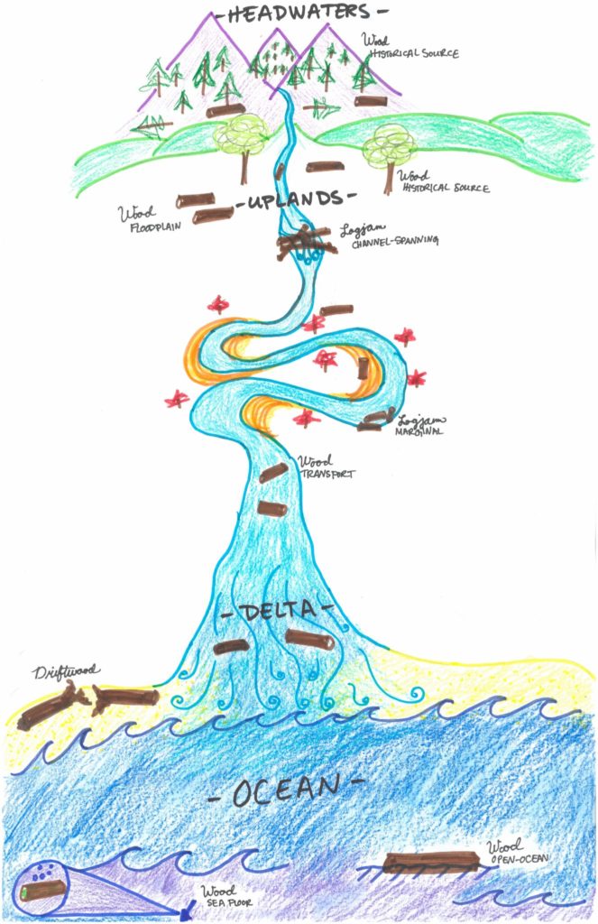 a drawing showing movement of wood from headwaters to rivers, on to the ocean