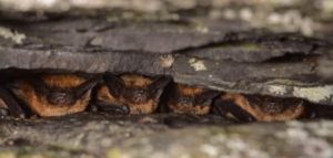 Bats congregate in the crevice of a cliff. Photo by Bill Barham