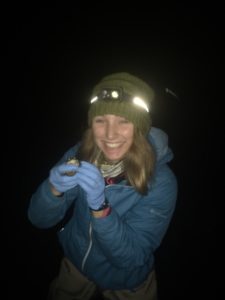 The last Boreal toad collected for the PIT-tagging and photo identification project in Rocky Mountain National Park. Photo credits: Bennet Hardy (co-author and field partner) 