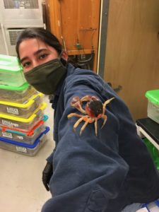 A picture taken when sorting a shipment of the Crab Lab's model organism, the blackback land crab (Gecarcinus lateralis). 