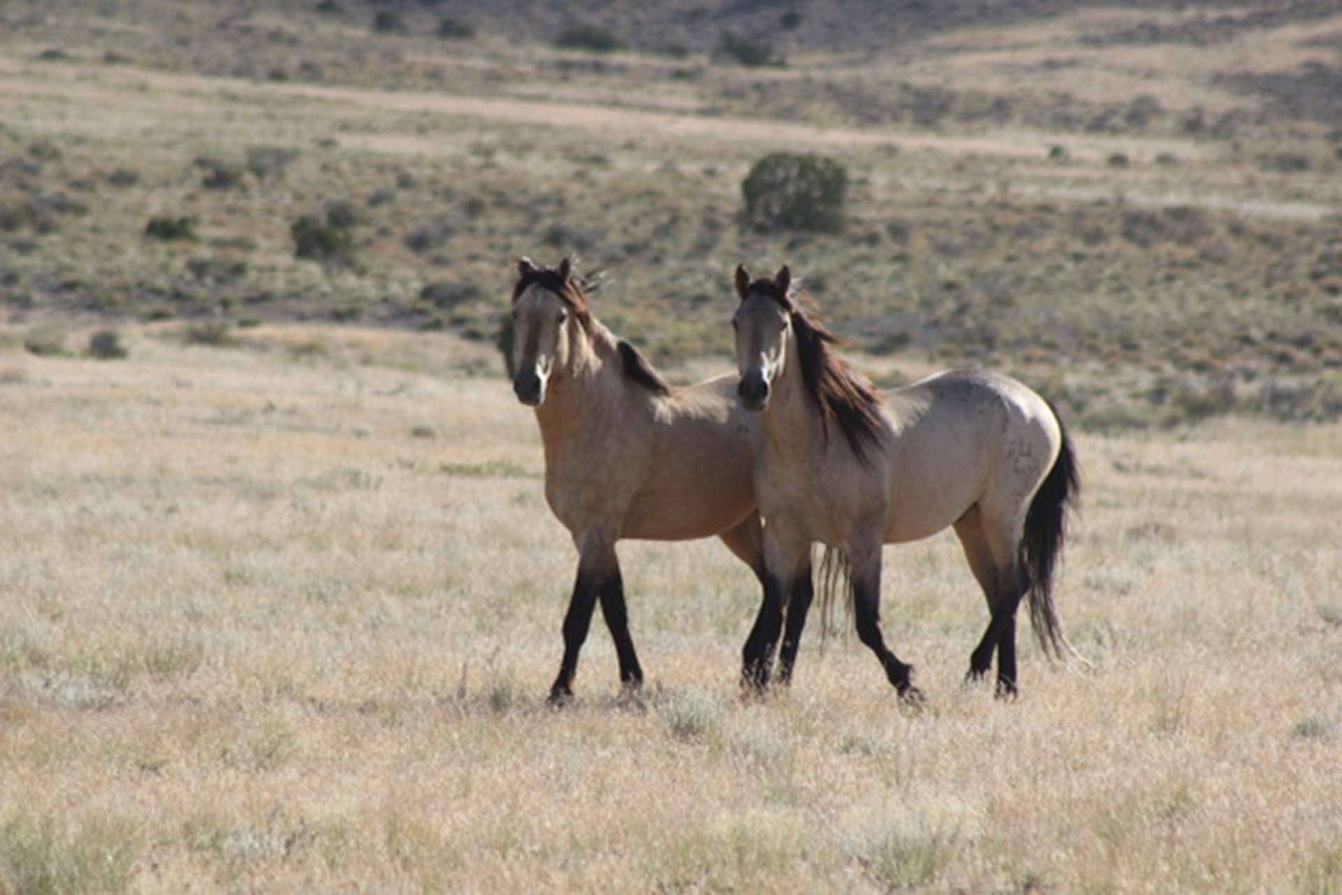 CSU researcher studies effects of gelding on wild horse behavior, herd  social patterns - Warner College of Natural Resources