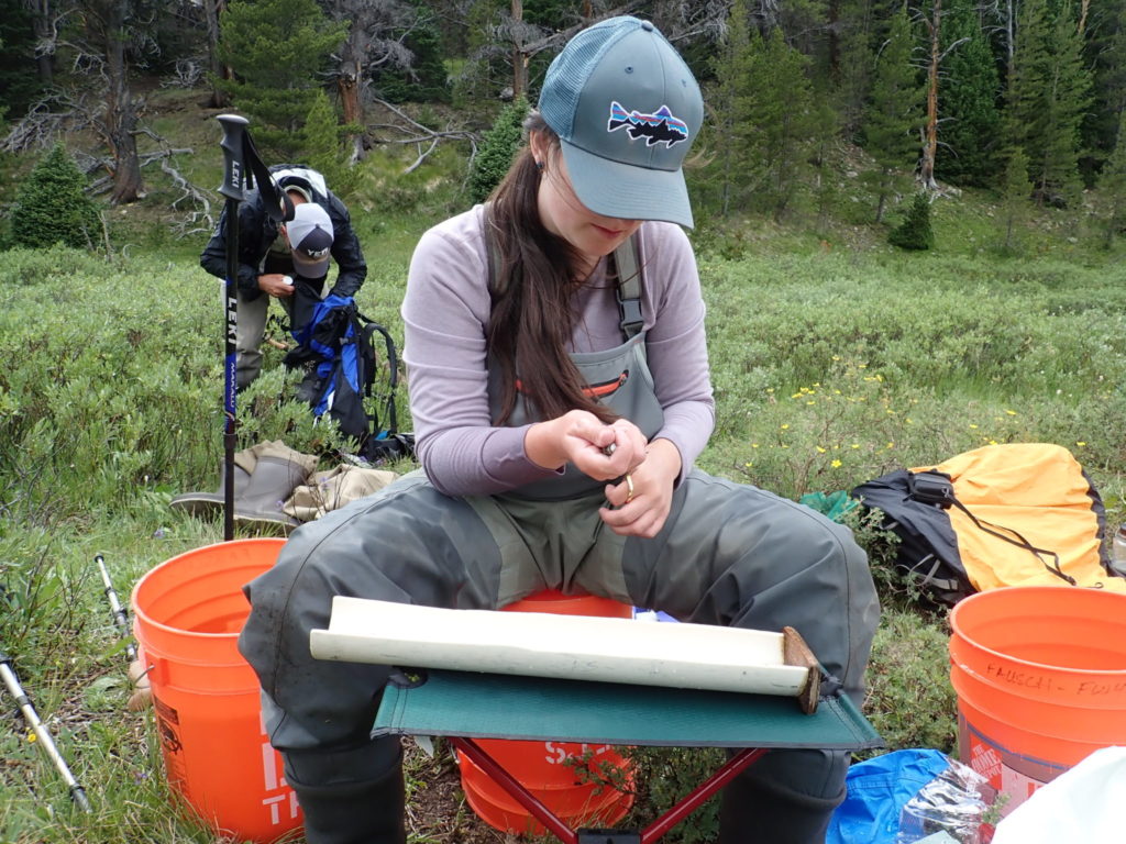 : Audrey Harris, lead author of the study, takes a tissue sample from a trout for genetic analysis. Credit: Yoichiro Kanno, Colorado State University
