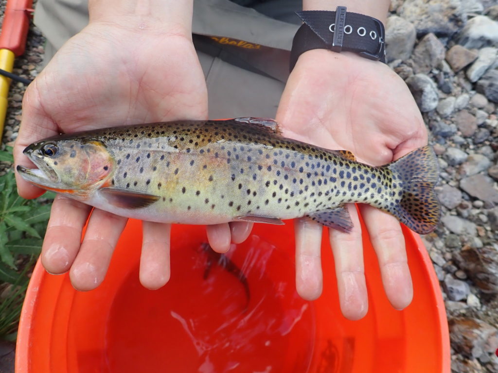 A fisheries technician holds a cutthroat trout captured during a survey near the Continental Divide. Credit: Yoichiro Kanno, Colorado State University