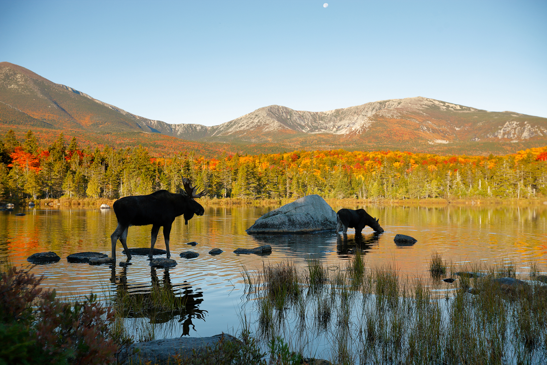 A healthy ecosystem with moose standing in water, mountains in background