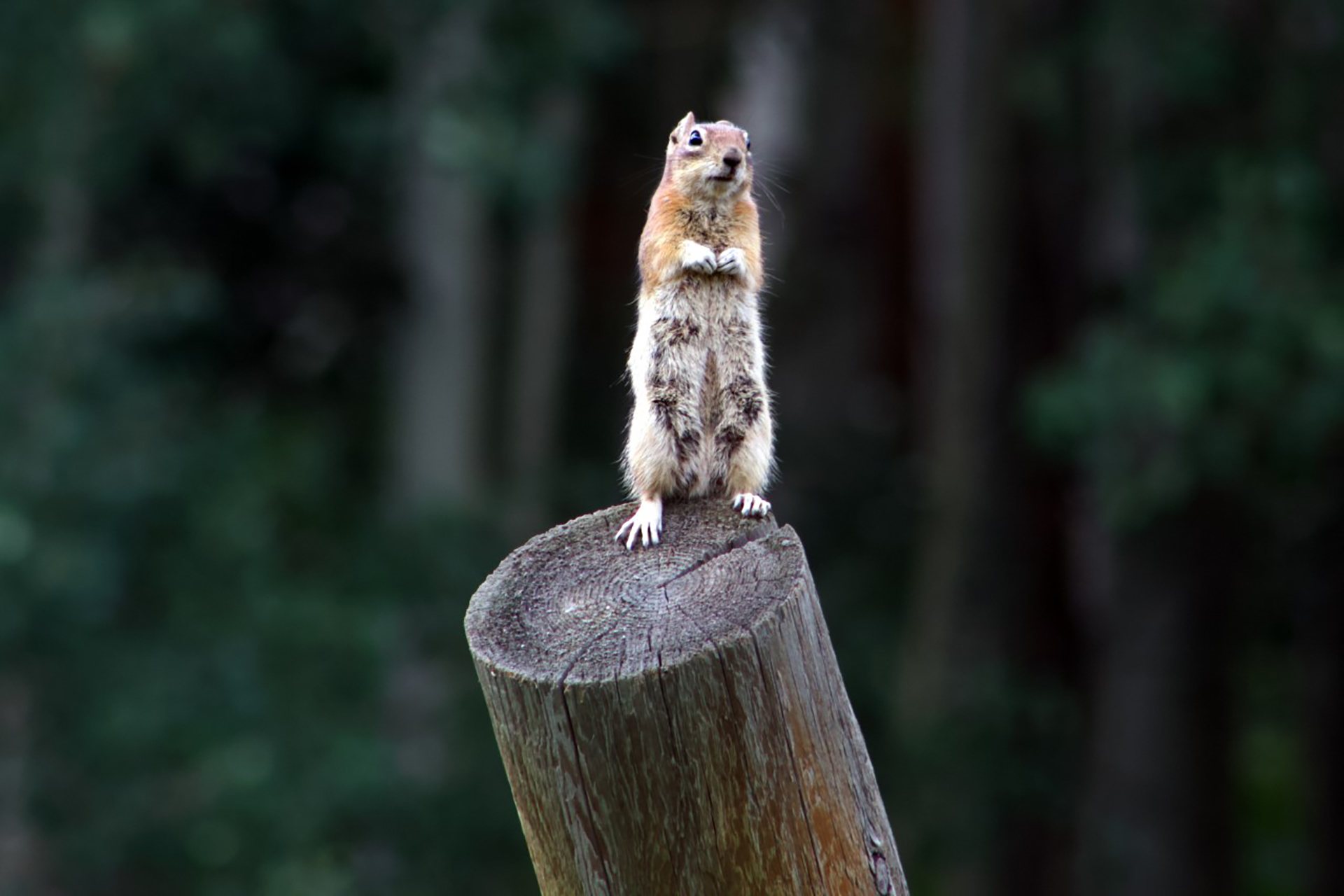 A golden-mantled ground squirrel stands on its hind legs on a fence post