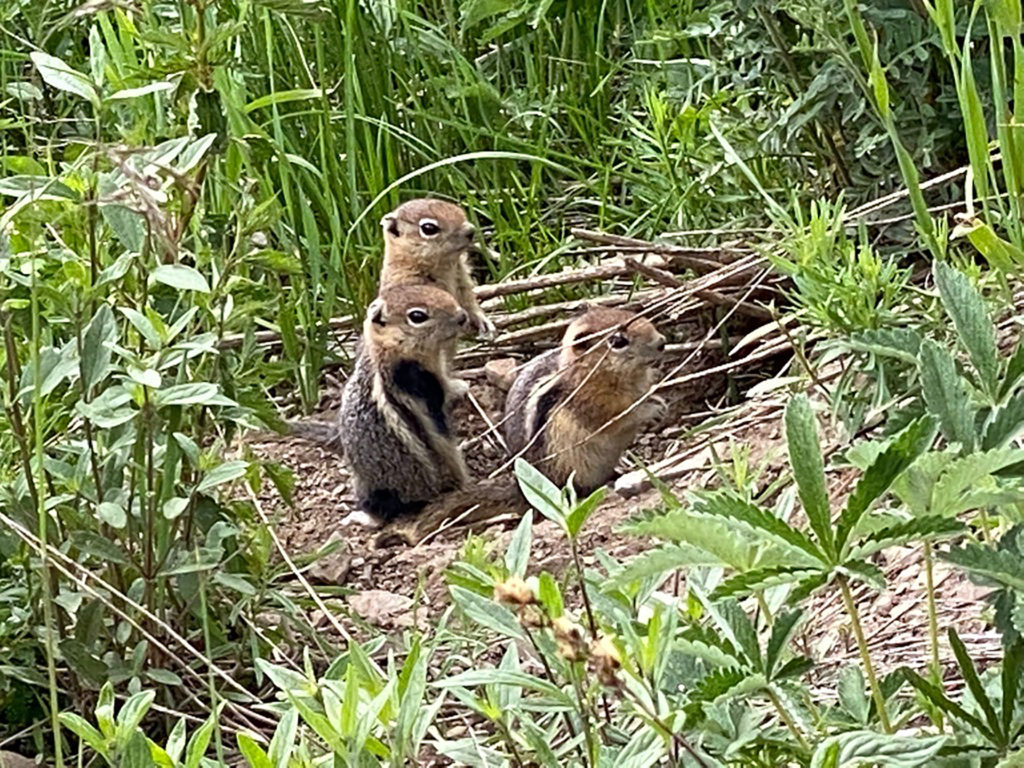 Three ground squirrel pups keep watch at the opening to their burrow.