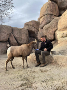 Ben feeding a Rocky Mountain Bighorn Sheep.