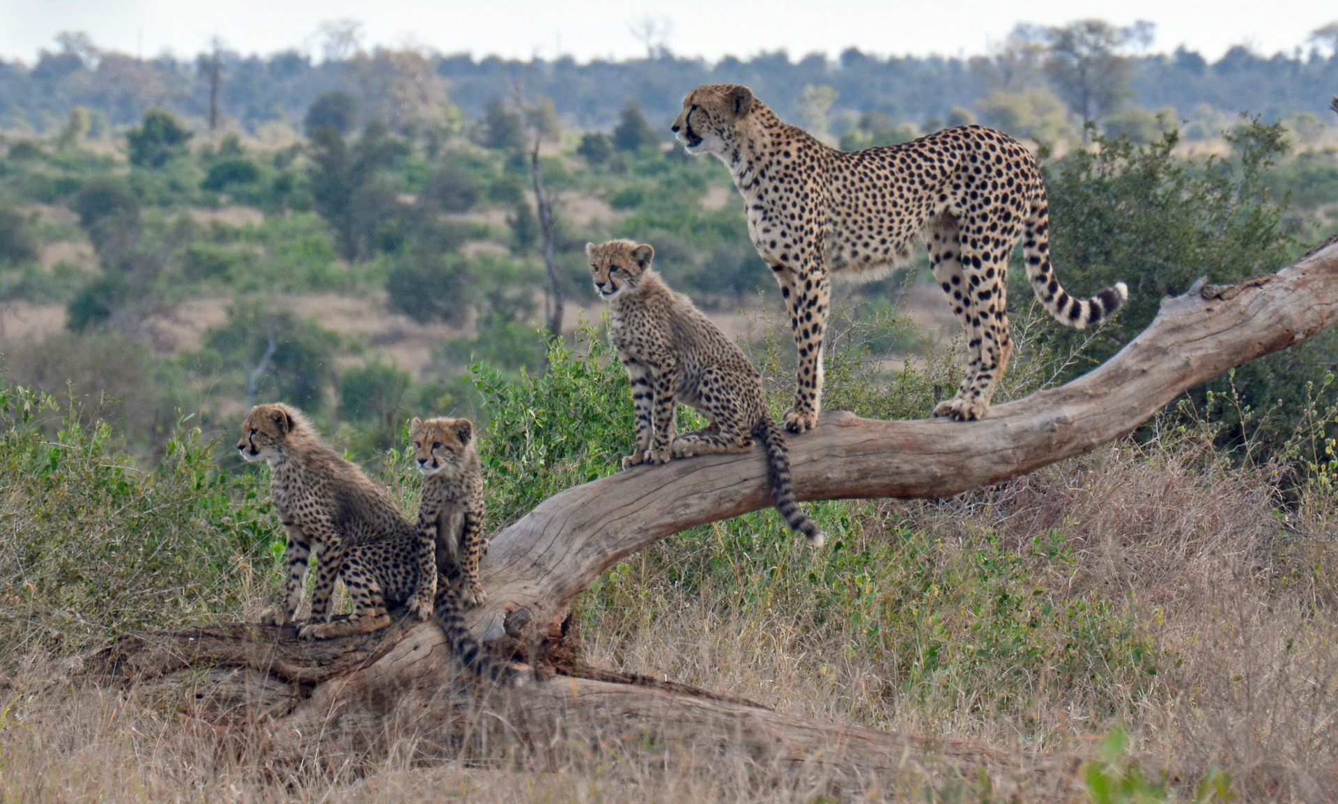 An adult cheetah and three young cheetahs rest on a tree trunk 