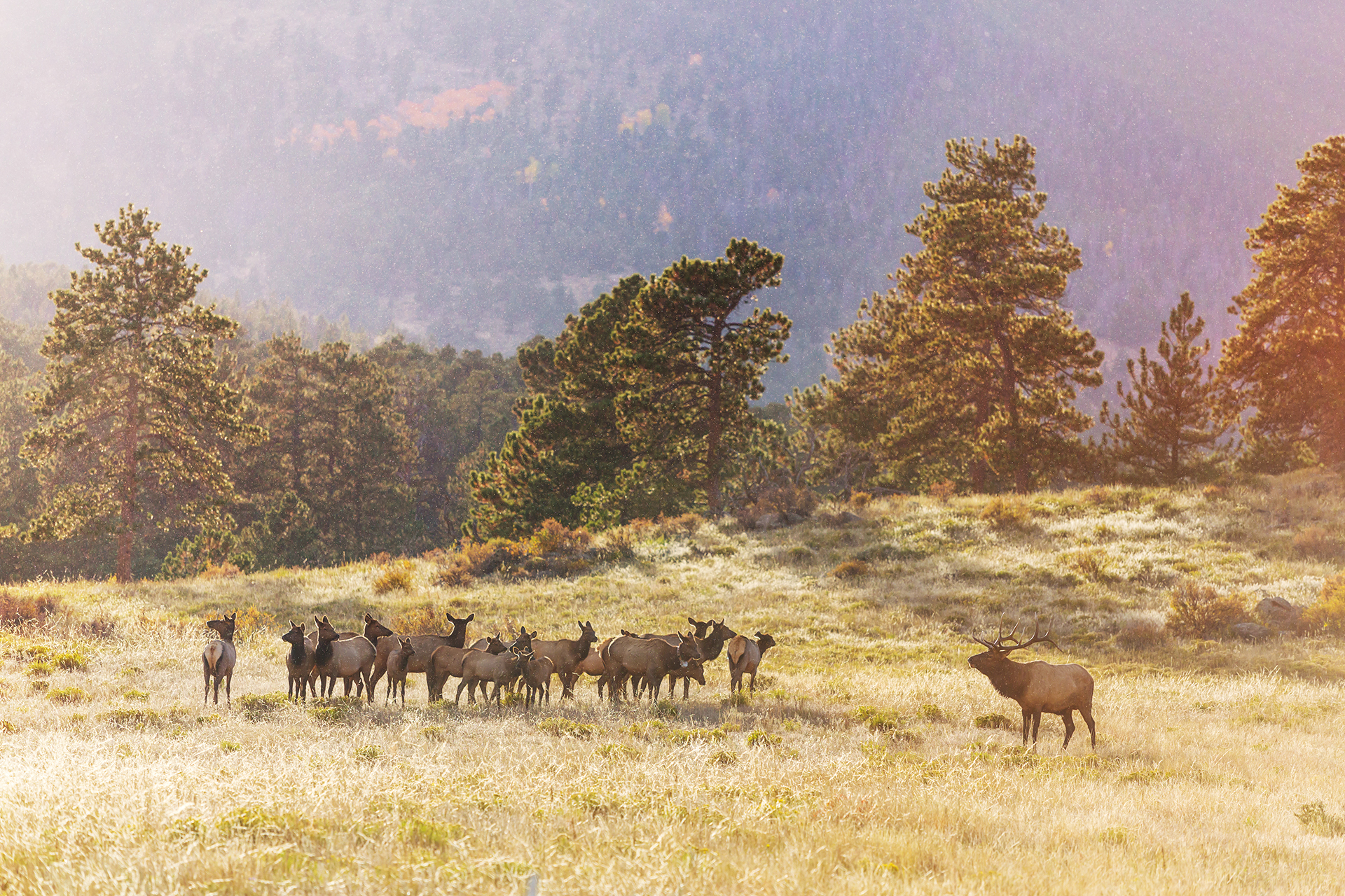 herd of elk stand in meadow