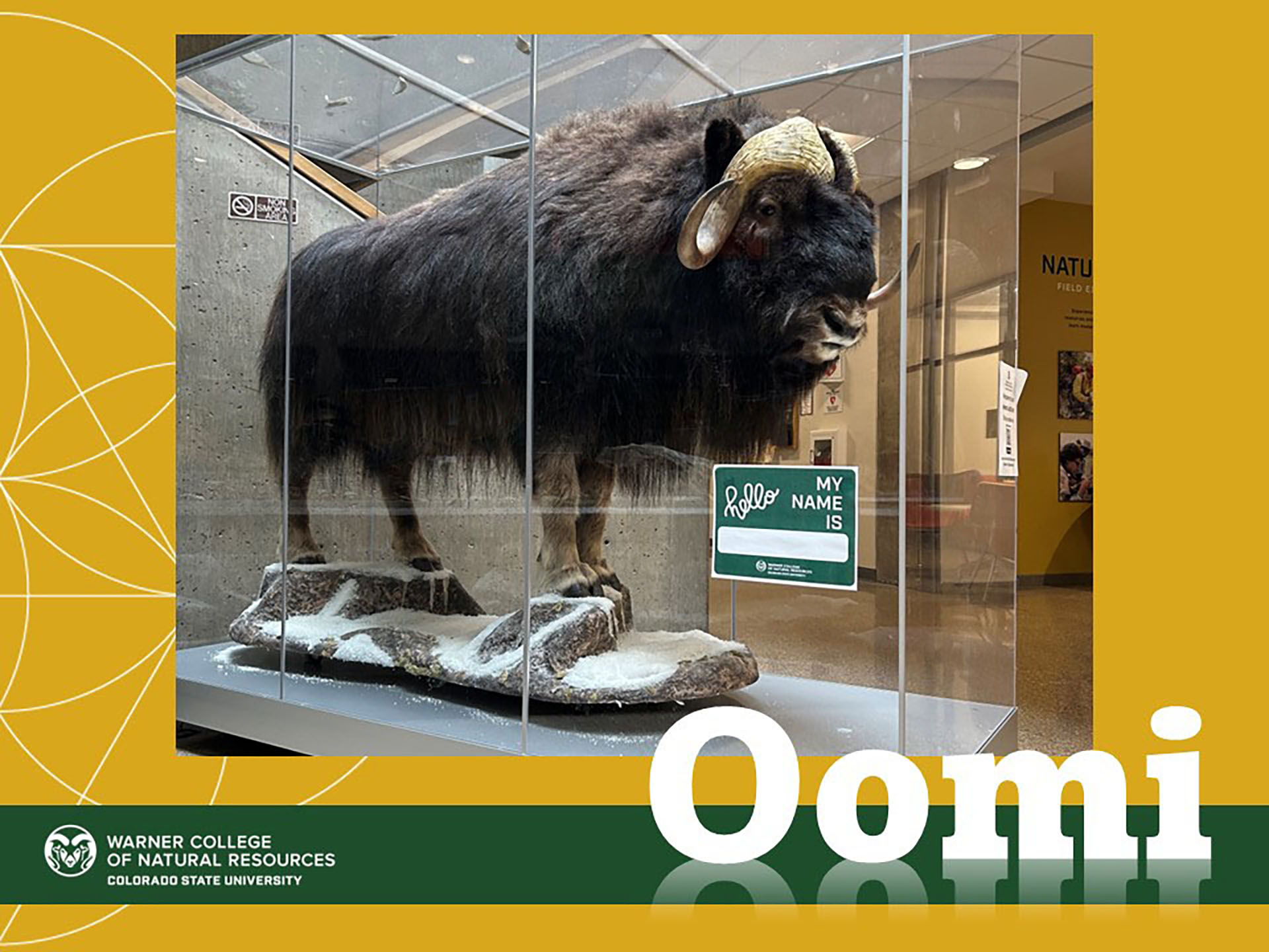 A stuffed musk ox in a glass display case